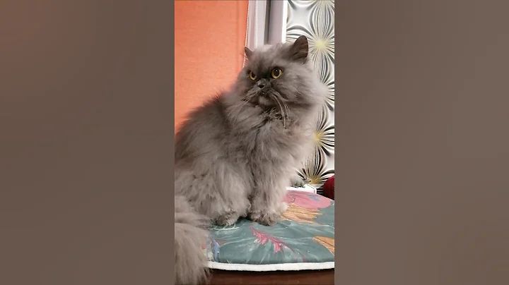 Video 7493021: cat pets family, pets maine