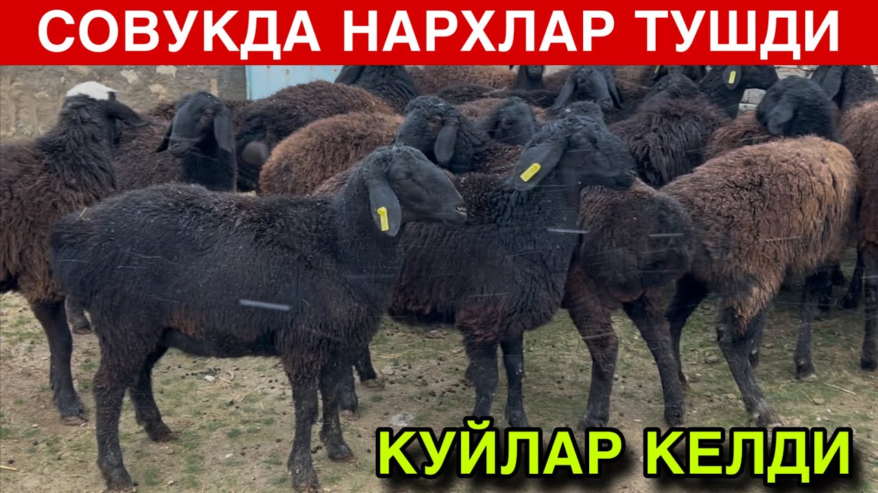 Кашкадарё Нархлар Арзон! ☎️+998 88 145 0299
