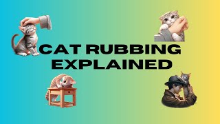 Cat rubbing explained : What your feline friend is trying to tell you