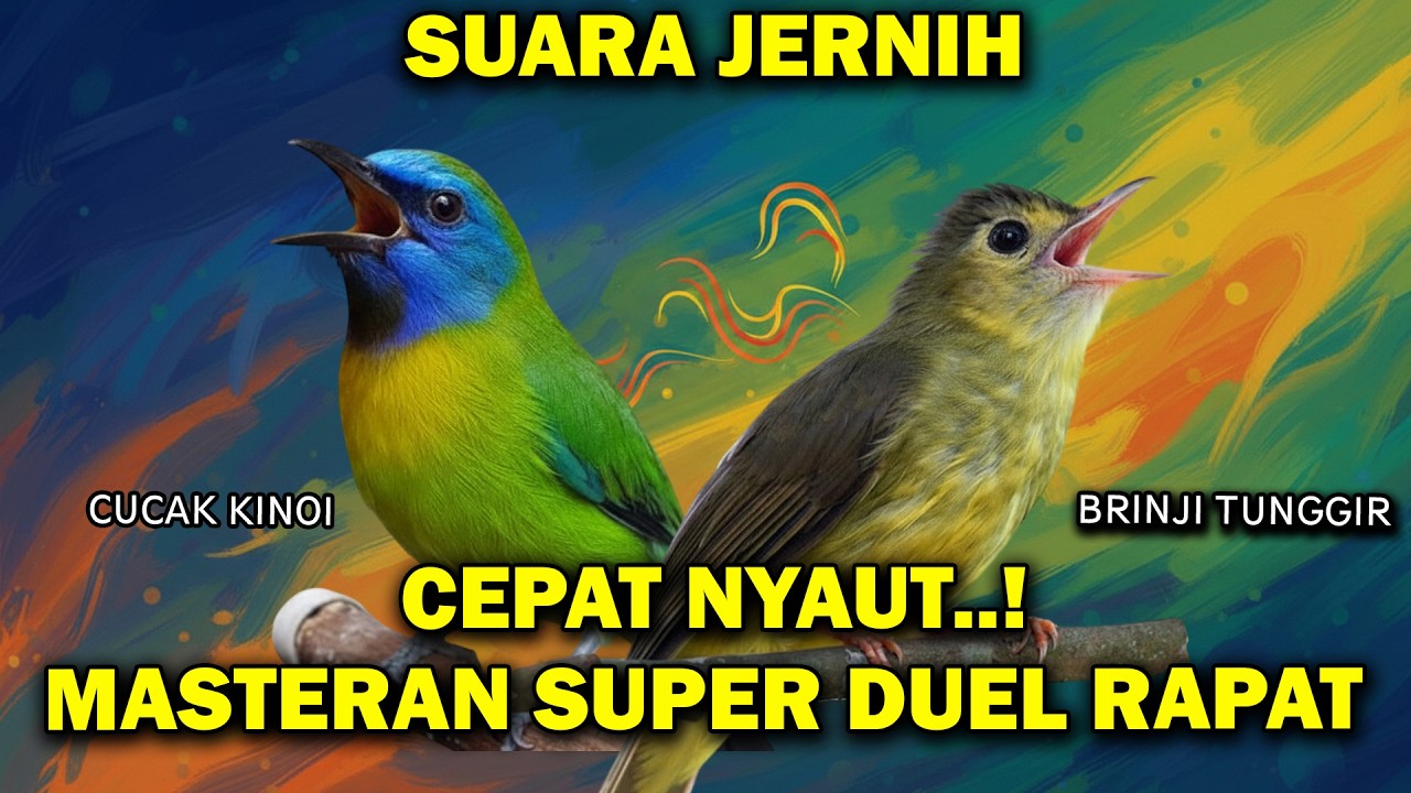 MASTERAN JAWARA BURUNG LOMBAHAN BRINJI RAMBUT TUNGGIR VS CUCAK KINOI