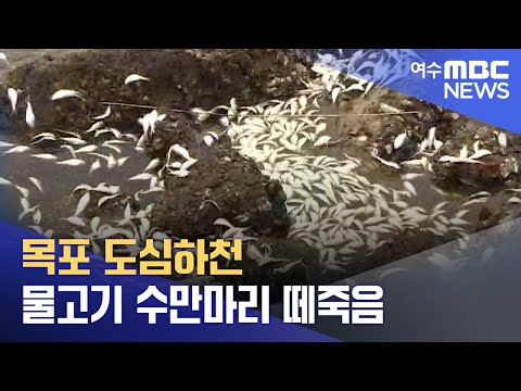 목포 도심하천 물고기 <strong>수만마리</strong> 떼죽음 - R(220829금/뉴스투데이)