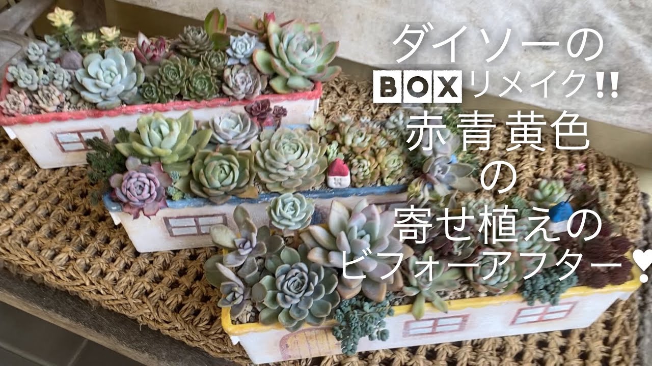 多肉植物】引き出しBOXリメイクの寄せ植え❣️劇的ビフォーアフター