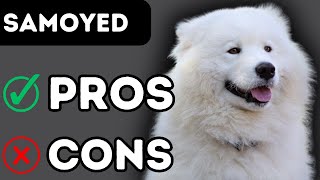 Samoyed Dog Breed Pros and Cons