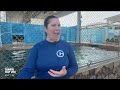 Clearwater Marina Aquarium welcomes Sea Lions for the first time