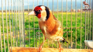 Goldfinch - the best bird singing this evening