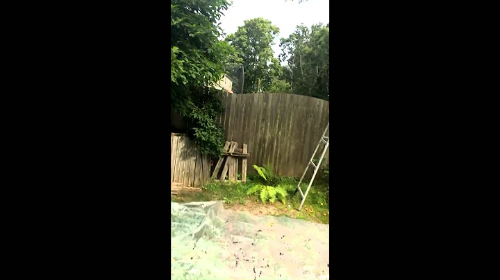 Harvesting Chokecherries - Return to Nature