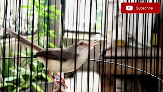Ciwah Gacor Nembak Nembak Panjang, Ngotot Suara Jernih || Untuk Pancingan Ciwah Muda