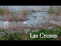 Ref:kGFTGELebFQ Les cygnes de muides sur loire