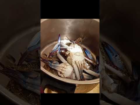 يا جمال الكابوريا الطازة جربي اعمليها بالطريقة دي وهتدعيلي اوفر اكلة