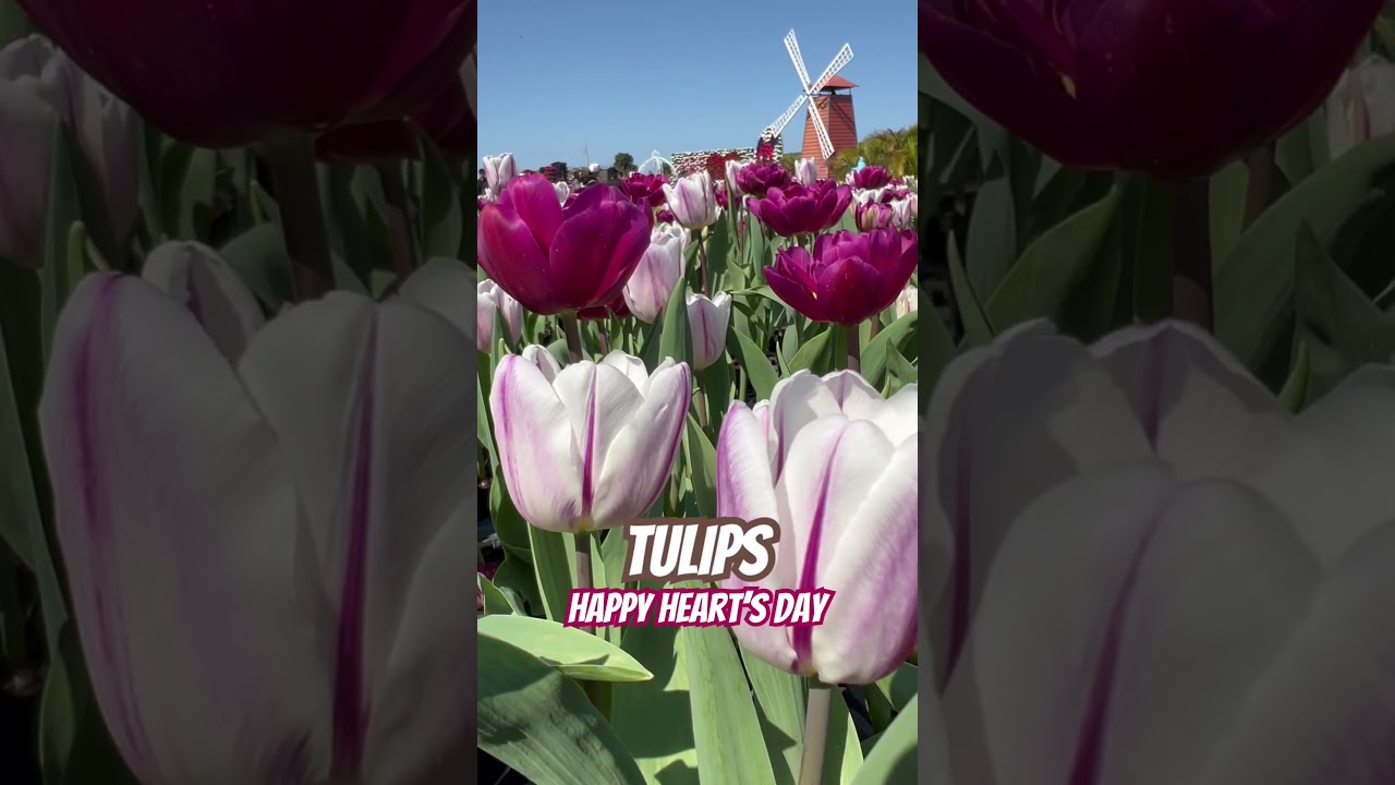 #tulips