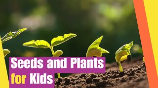 Seeds and Plants for Kids | Learn About the Structure and Characteristics of Seeds and Plants