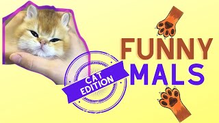 😹 Funny Animals & Cute Pets Cat Edition pt7😹 ( New Cool Merch in the Description below )