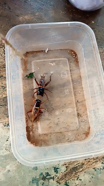 adu jangkrik Brawijaya vs gunung balak