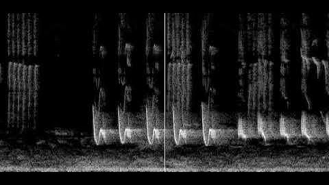 Bird song spectrogram 2