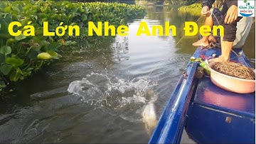 392 | Thả câu cá tra về nấu lẩu mắm | Fishing