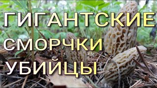 ПЕРВЫЕ ВЕСЕННИЕ ГРИБЫ! СМОРЧКИ, СТРОЧКИ И СМОРЧКОВАЯ ШАПОЧКА! НАГЛЯДНО ОБЪЯСНЯЮ, В ЧЕМ РАЗНИЦА.