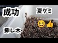 【グミ】挿し木の時期を遅れて挿し木したが成功🤭I planted the cuttings late, but it was successful.