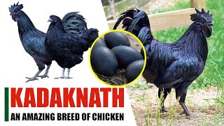 Kadaknath- An Amazing Breed of Chicken | Potential Agri-Business in Nepal