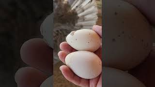 Turkeys Laid First Eggs!       So Excited...But Who? Why My Turkeys Are Laying Eggs At Just 5 Months Old