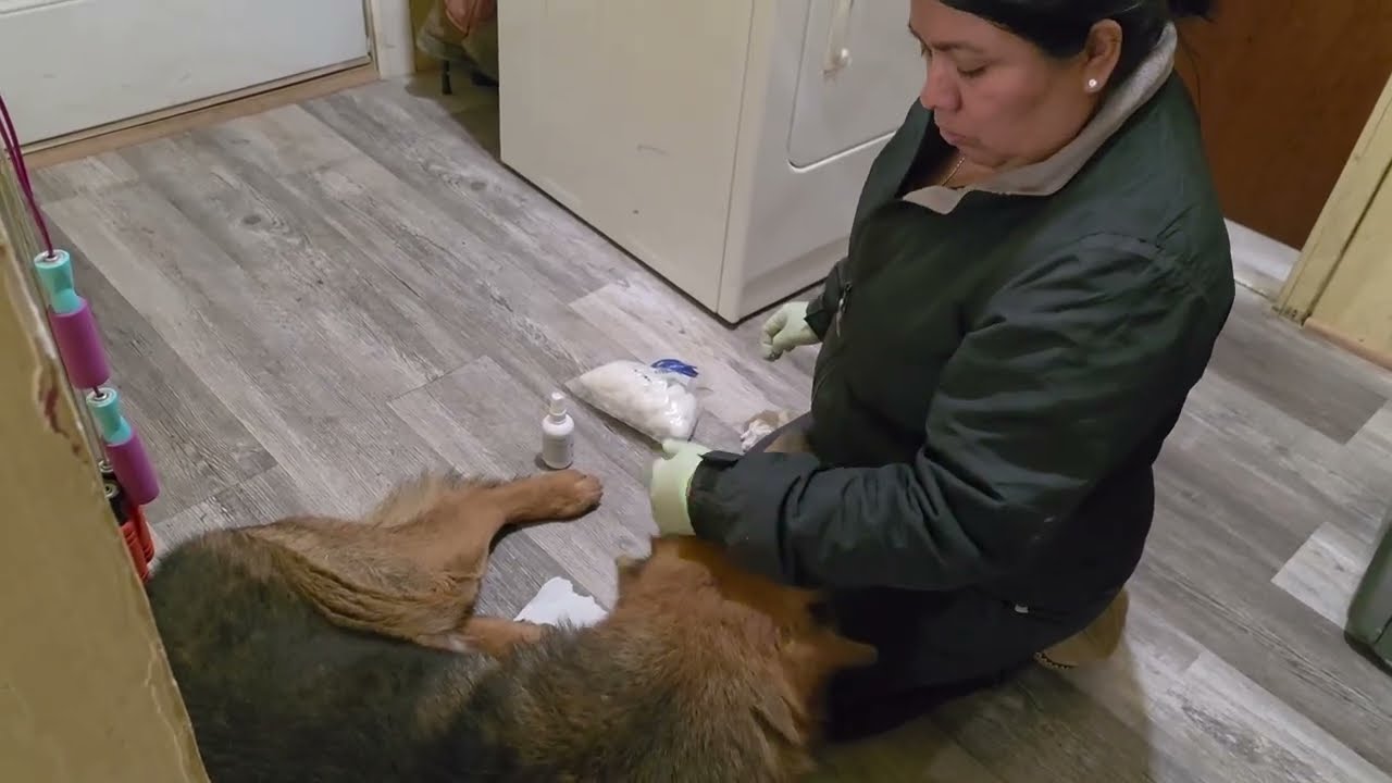 Aquí curando su pata de Ringo qué esta lastimada 🐕