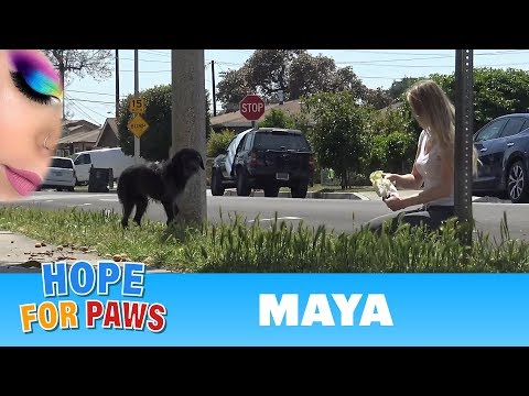 Video: Aktualizace: Oddaní psí strážci chytili Pup za týden, dokud nenajde lidi, aby ji zachránili