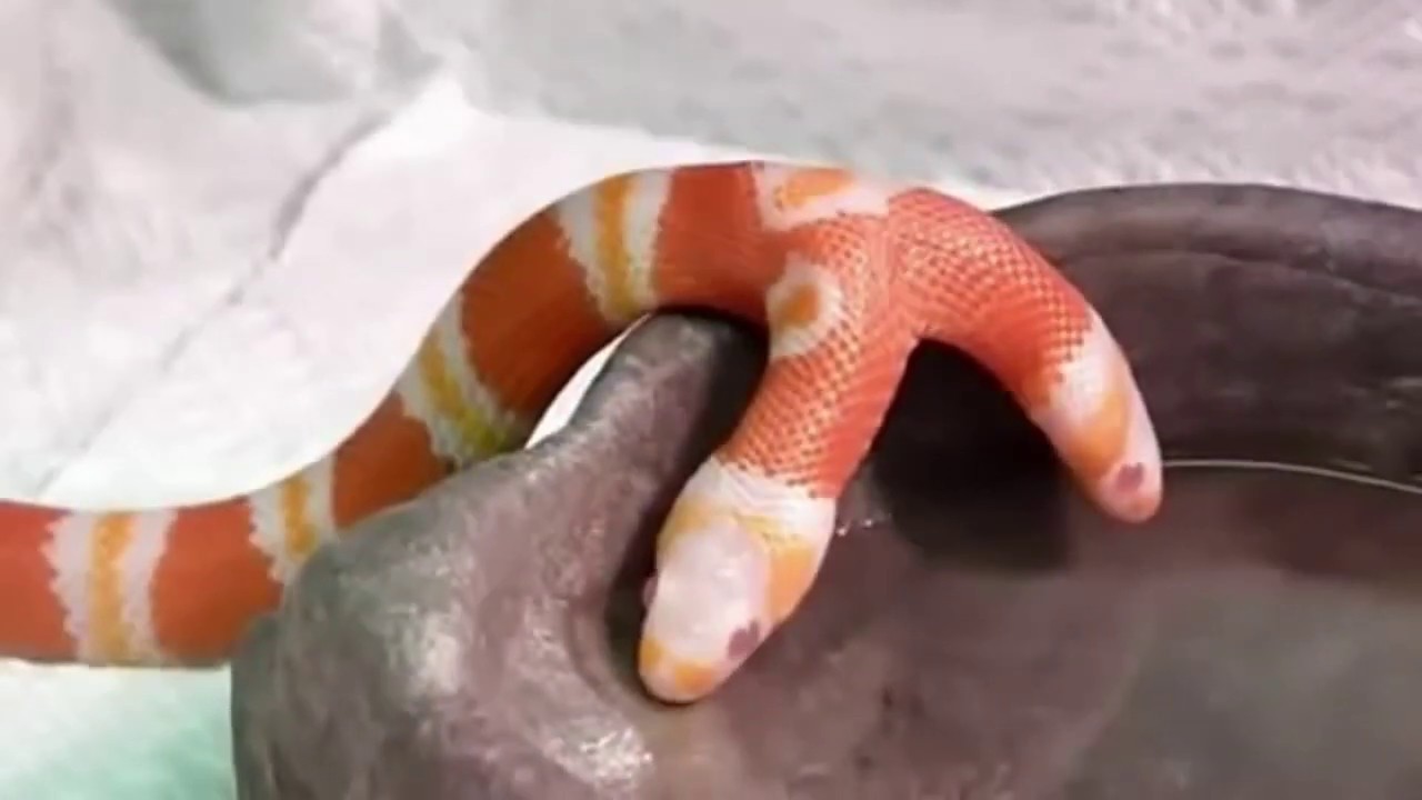 Cobra De Duas Cabeças HD  YouTube