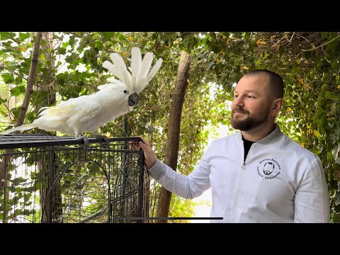 видео: Попугай Жора и доктор Василий. «Парк Львов Тайган»