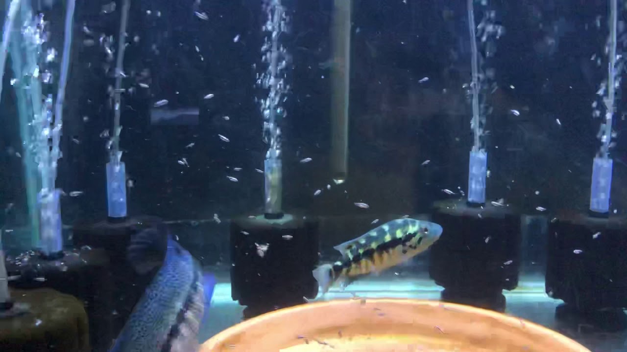 camera iphone 8 plus apk Wild caught dovii pair with babies