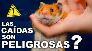 Las CAIDAS de un HAMSTER SON PELIGROSAS ?