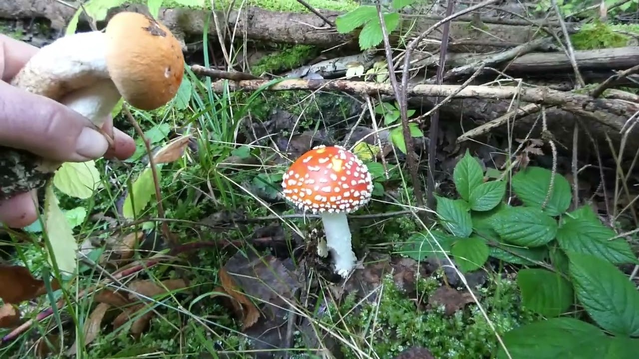 zase na křemenáčích po dvou dnech