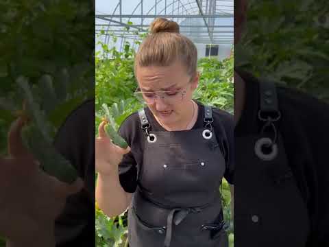 Видео: Краставицата Алекс: описание на сорта, отглеждане, рецензии