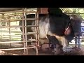 Huge Grey Brahman bulls