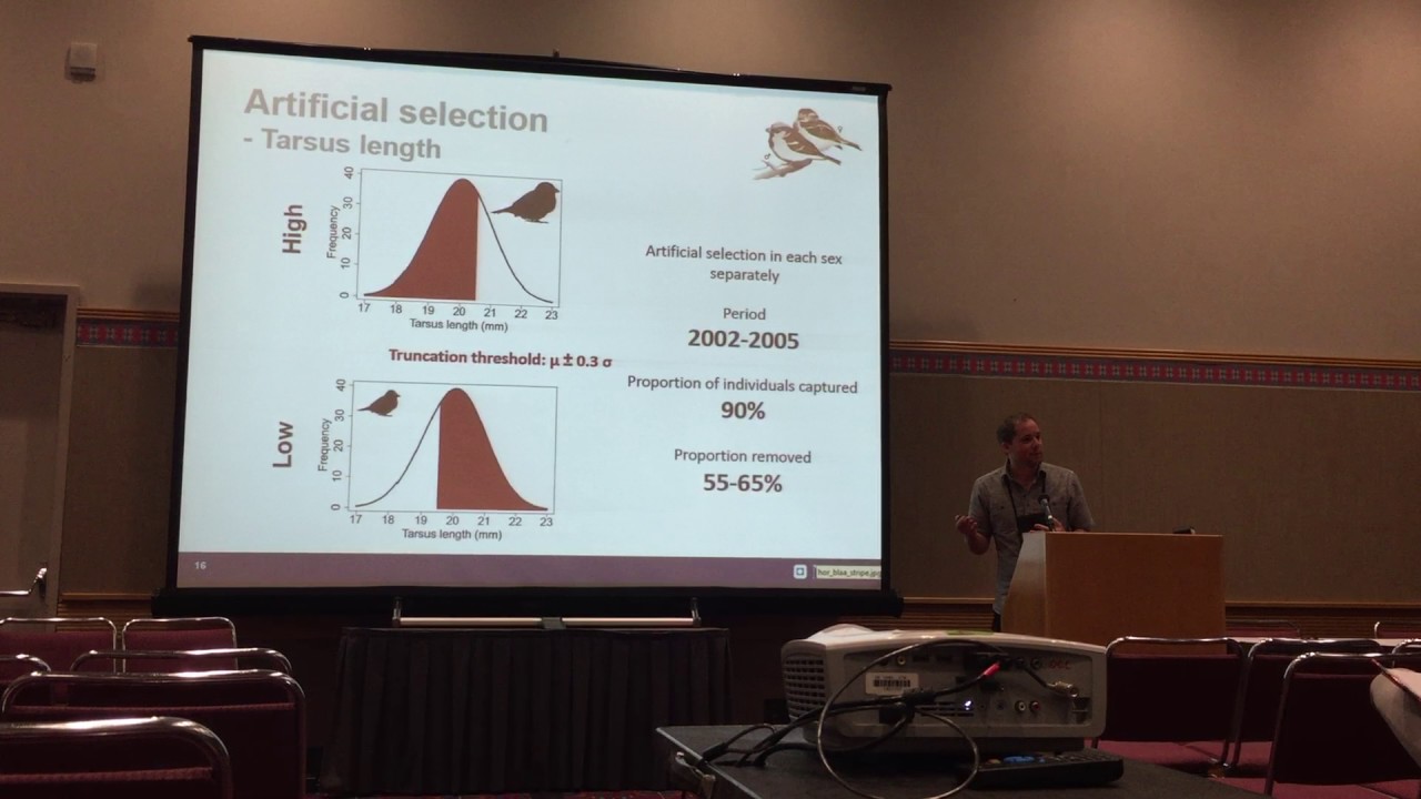 Kvalnes: Artificial selection on body size in a wild passerine bird