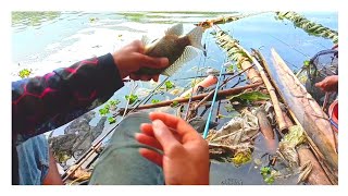 Dapat babon mujaer besar.mancing mania cantik di waduk selorejo