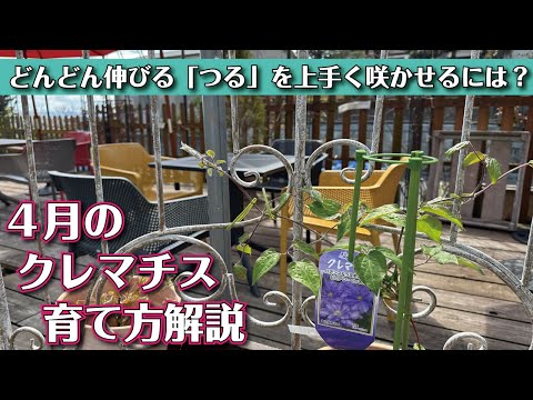 4月のクレマチス、たった7つのステップで美しい花を咲かせるコツ