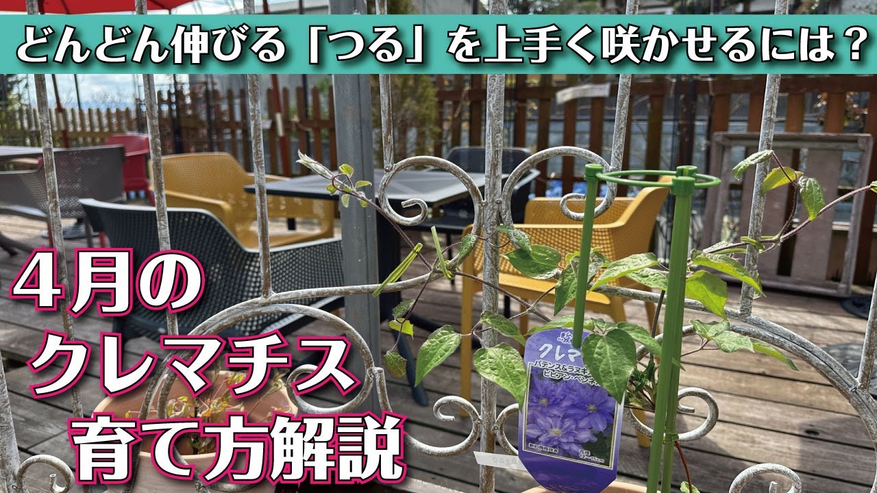 【４月のクレマチス】つるを思い通りの位置で咲かせる方法＆枯れにくい育て方解説します！
