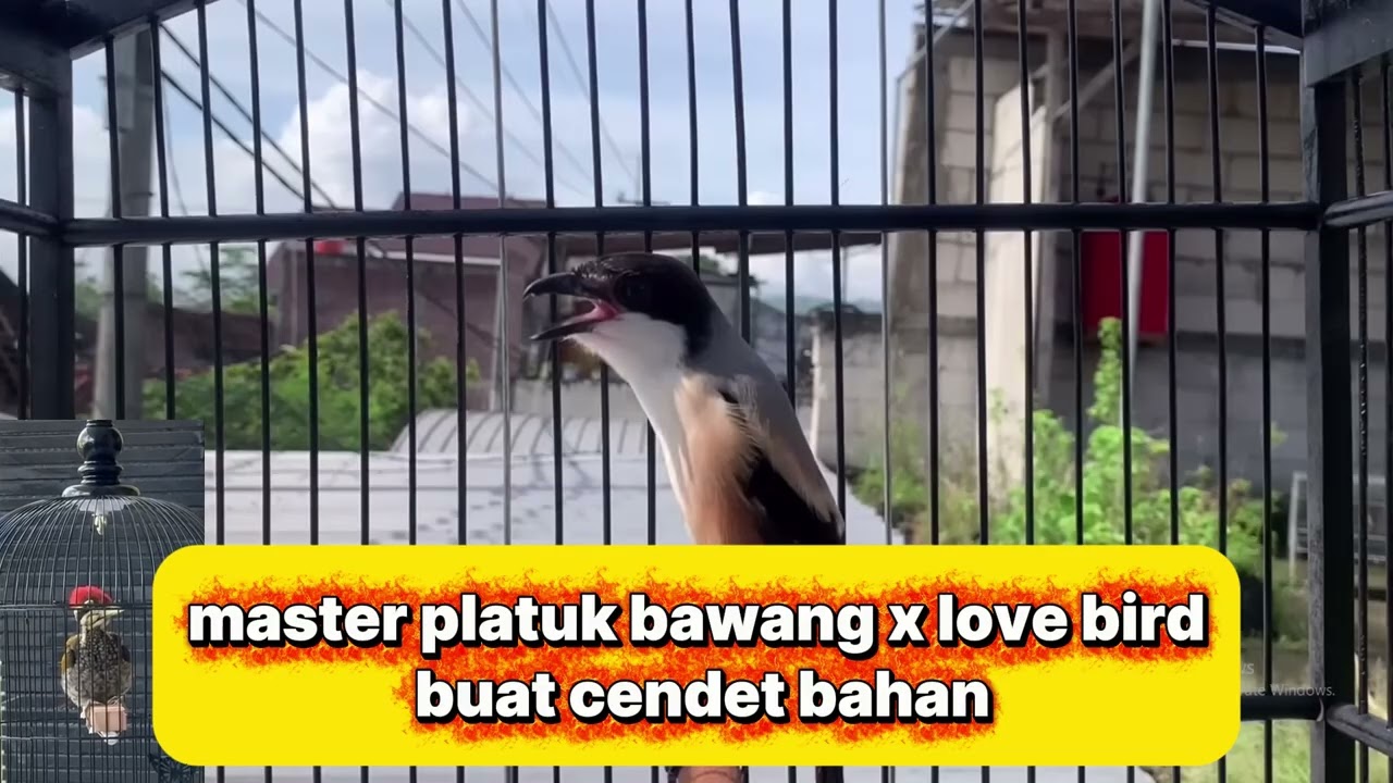 platuk bawang x love bird