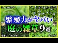 【ゆっくり植物解説】繁殖力エグすぎ…庭に生える「雑草」9選を解説/意外と知らない雑草の名前と種類・駆除方法