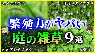 【ゆっくり植物解説】繁殖力エグすぎ…庭に生える「雑草」9選を解説/意外と知らない雑草の名前と種類・駆除方法