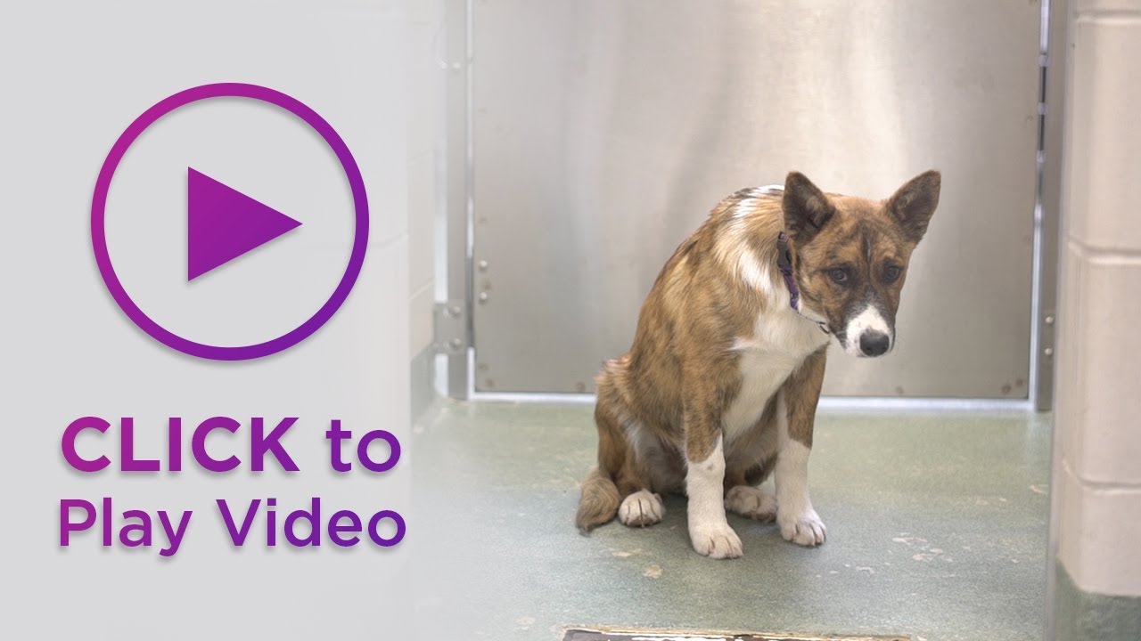 The Long Trail Home: Tobi's Story