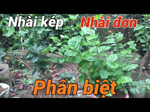 Video: Cam Giả Khác Với Hoa Nhài Như Thế Nào? 26 ảnh Sự Khác Biệt Giữa Các Loại Cây Bụi Là Gì? Chúng Giống Nhau Như Thế Nào? Làm Thế Nào để Phân Biệt Cam Giả Với Nhài Vườn?