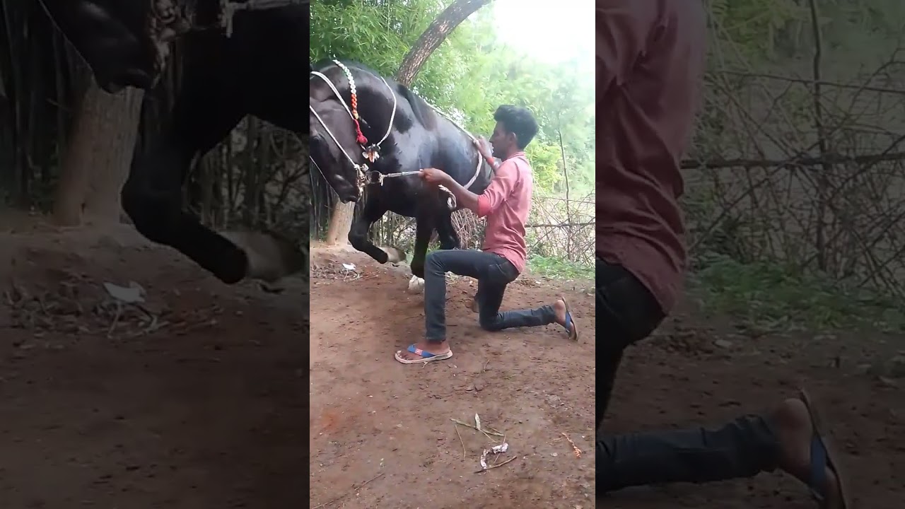Dinesh Yadav ghoda dance Malika दिनेश यादव घोड़ा डांस मलका नया
