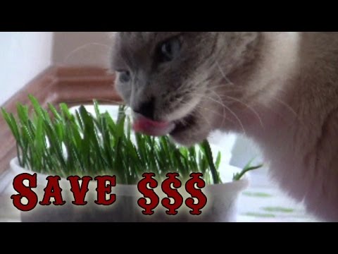 Video: How To Grow Oats For A Cat