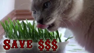 How to Grow Cat Grass from Wheat and Oat Feed – Easy and Cheap - Time lapse by Cat Pause 86,056 views 9 years ago 5 minutes, 13 seconds