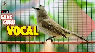 🔴 TRUCUKAN GACOR JUARA ROPEL PANJANG! PANCINGAN / MASTERAN SEGALA BURUNG TRUCUK PASTI NYAUT GACOR
