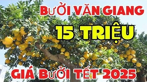 15 Triệu Cây Bưởi 100% Quả Thật Tại Liên Nghĩa Văn Giang- Giá Bưởi Tết 2025