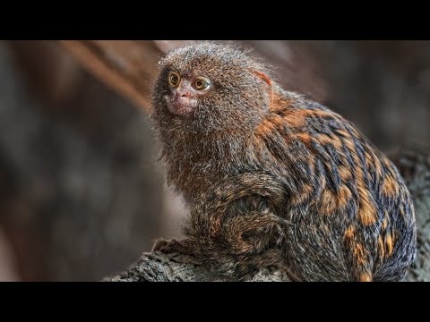 Video: Cea mai mică maimuță - marmoset pigmeu