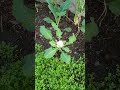 #short video#sabjiyan#gaon#trending