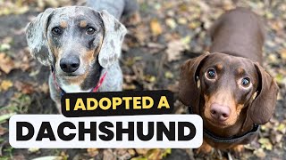 I Adopted Another Dachshund (Meet Otto’s New Brother)
