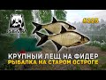 Крупный Лещ на Фидер. Рыбалка на Старом Остроге - Русская Рыбалка 4 #225